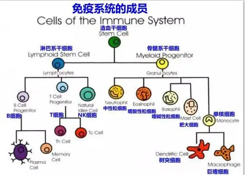 化疗后白细胞低吃什么补得快