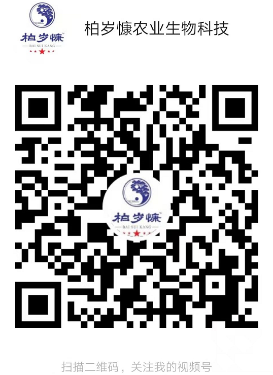 《柏岁慷草本固体饮料》是什么？它可以治疗哪些疾病？